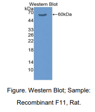 大鼠凝血因子Ⅺ(F11)多克隆抗体