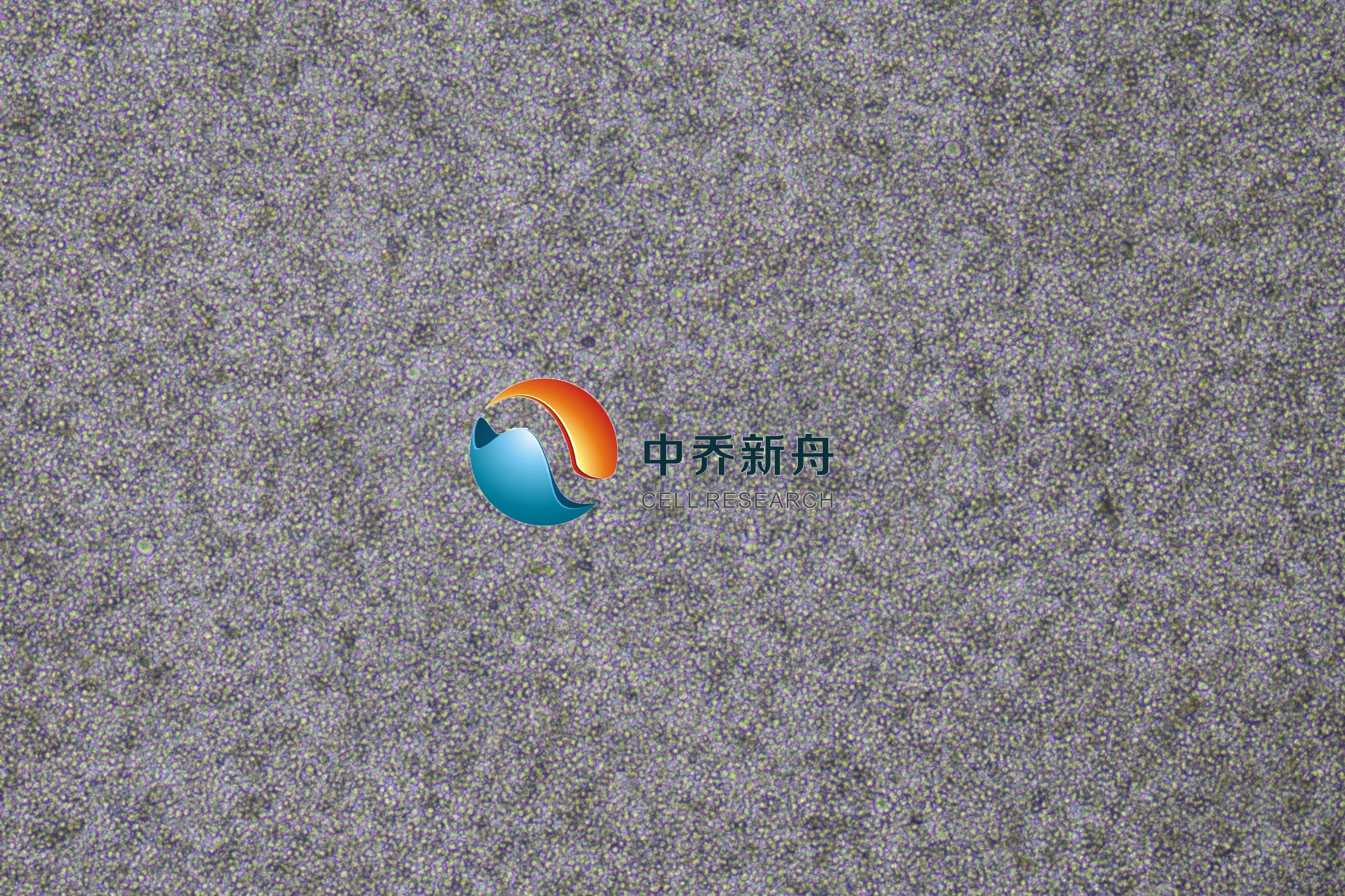 人胚肾细胞