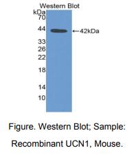 小鼠尿皮质素(UCN)多克隆抗体