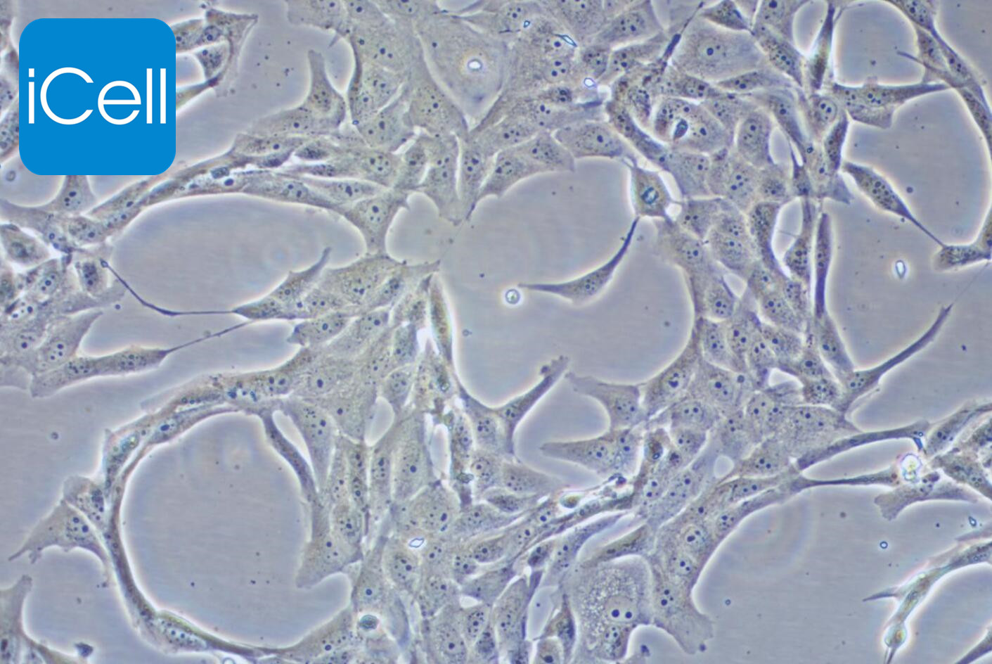 https://img.medsci.cn/5f561f9d1966c8a40c069b97fcac23b82666d7612246dbae75064de0bed04333.png