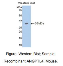 小鼠血管生成素样蛋白4(ANGPTL4)多克隆抗体