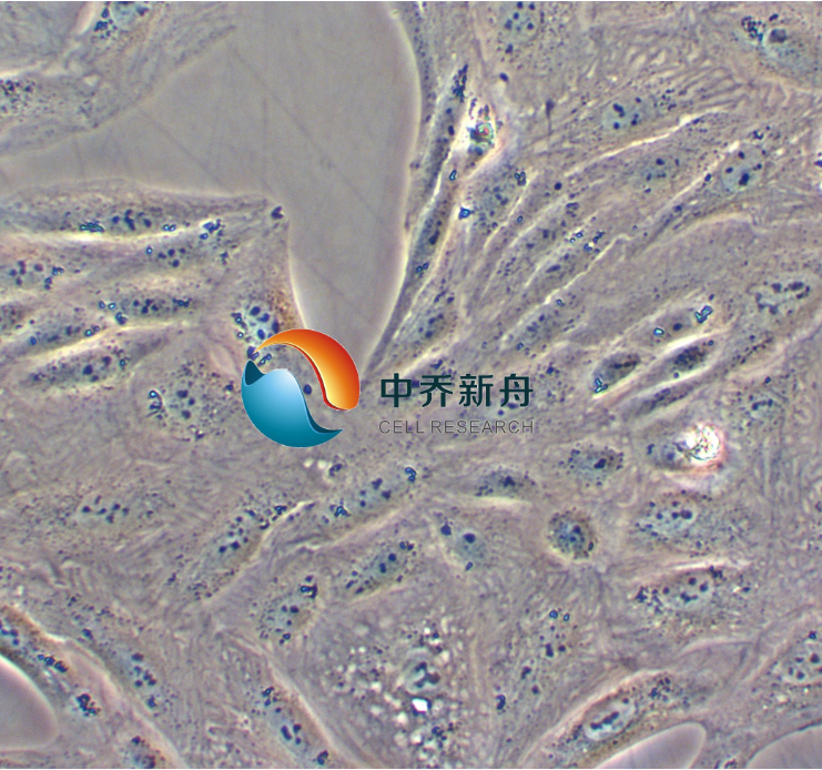 非洲绿猴肾细胞CV-1
