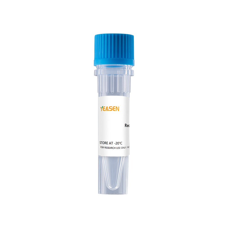 Recombinant Human LR3 IGF-1 Protein