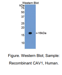 人窖蛋白(CAV1)多克隆抗体