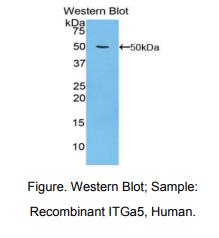 人整合素α5(ITGa5)多克隆抗体