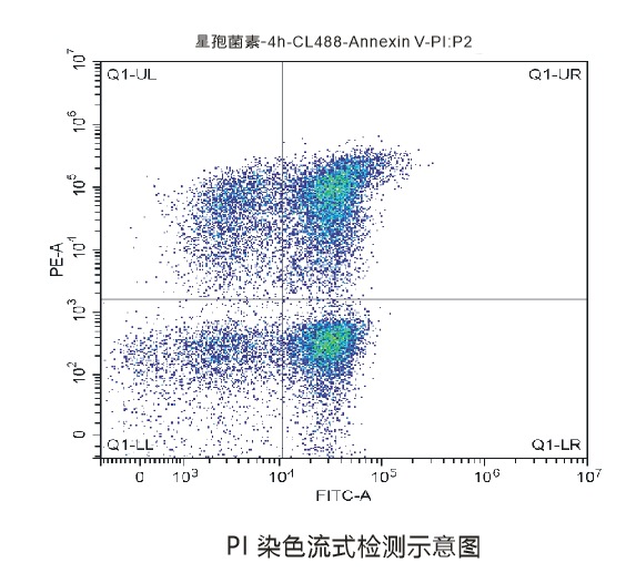 流式PI染色