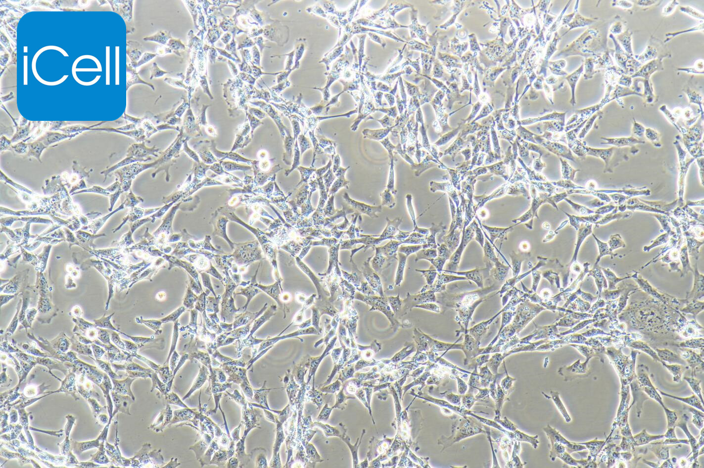 TM4细胞/TM-4细胞/TM-4/TM4/正常小鼠睾丸Sertoli细胞