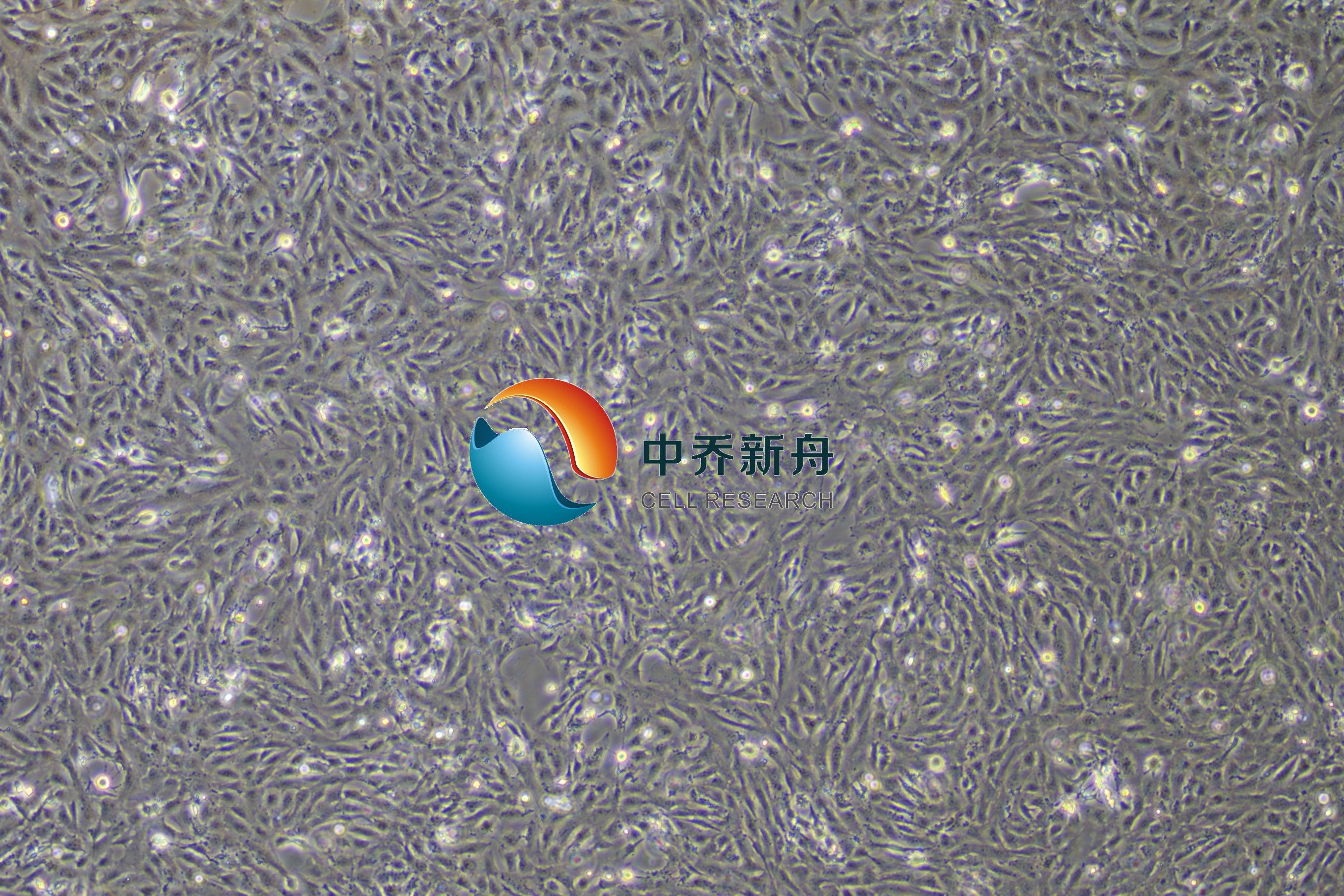 人睾丸支持细胞-永生化