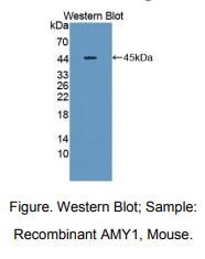 https://msimg.bioon.com/bionline/goods-no-pic.png