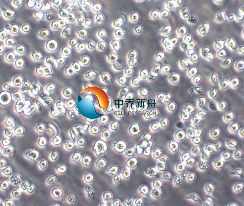 人T淋巴细胞白血病细胞A3