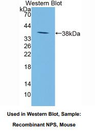 小鼠神经肽S(NPS)多克隆抗体