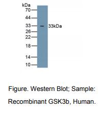 人糖原合酶激酶3β(GSK3b)多克隆抗体