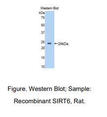 大鼠沉默调节蛋白6(SIRT6)多克隆抗体