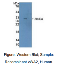 人含血管性血友病因子A域蛋白2(vWA2)多克隆抗体