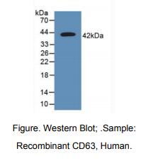 人四旋蛋白30(CD63)多克隆抗体