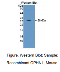 小鼠寡膈蛋白1(OPHN1)多克隆抗体