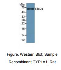 大鼠细胞色素P450家族成员1A1(CYP1A1)多克隆抗体