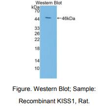大鼠吻素1(KISS1)多克隆抗体