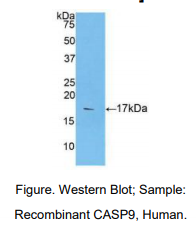 人胱天蛋白酶9(CASP9)多克隆抗体