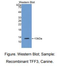 犬三叶因子3(TFF3)多克隆抗体