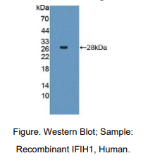 人含干扰素诱导解旋酶C域蛋白1(IFIH1)多克隆抗体