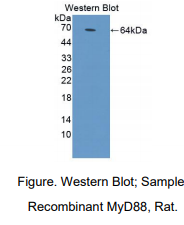 https://msimg.bioon.com/bionline/goods-no-pic.png