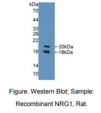 大鼠神经调节素1(NRG1)多克隆抗体