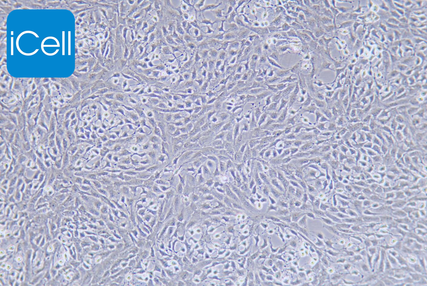 NRK-49F 正常大鼠肾细胞/种属鉴定