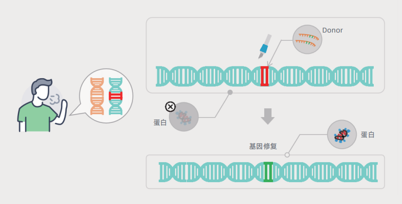 iPSC/ESC基因编辑-点突变