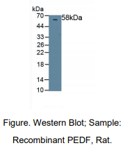 大鼠色素上皮衍生因子(PEDF)多克隆抗体