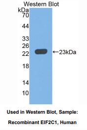 人真核翻译起始因子2C1(EIF2C1)多克隆抗体