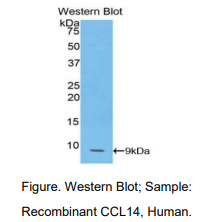 人趋化因子C-C-基元配体14(CCL14)多克隆抗体
