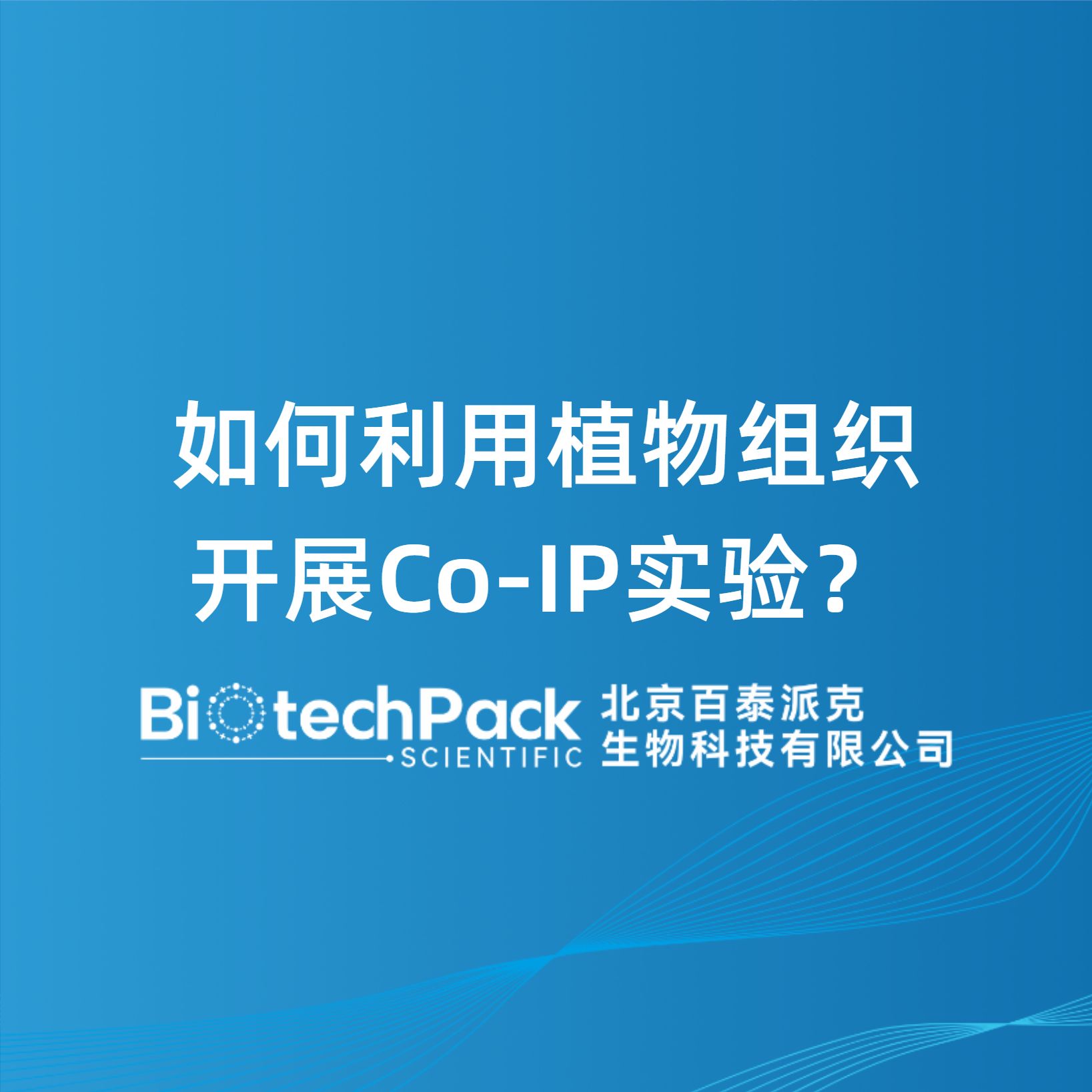 如何利用植物组织开展Co-IP实验？