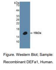 人防御素α1(DEFa1)多克隆抗体