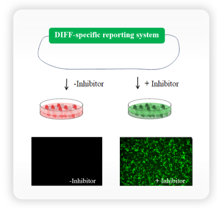 抗新冠病毒药物蛋白酶靶点体外细胞药效评价EC50/IC50检测