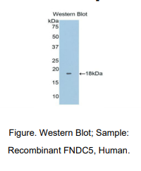 人含Ⅲ型纤连蛋白域蛋白5(FNDC5)多克隆抗体