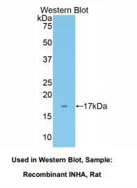 大鼠抑制素α(INHa)多克隆抗体