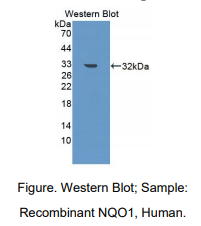 https://msimg.bioon.com/bionline/goods-no-pic.png