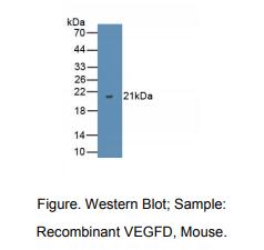 小鼠血管内皮生长因子D(VEGFD)多克隆抗体