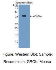 https://msimg.bioon.com/bionline/goods-no-pic.png