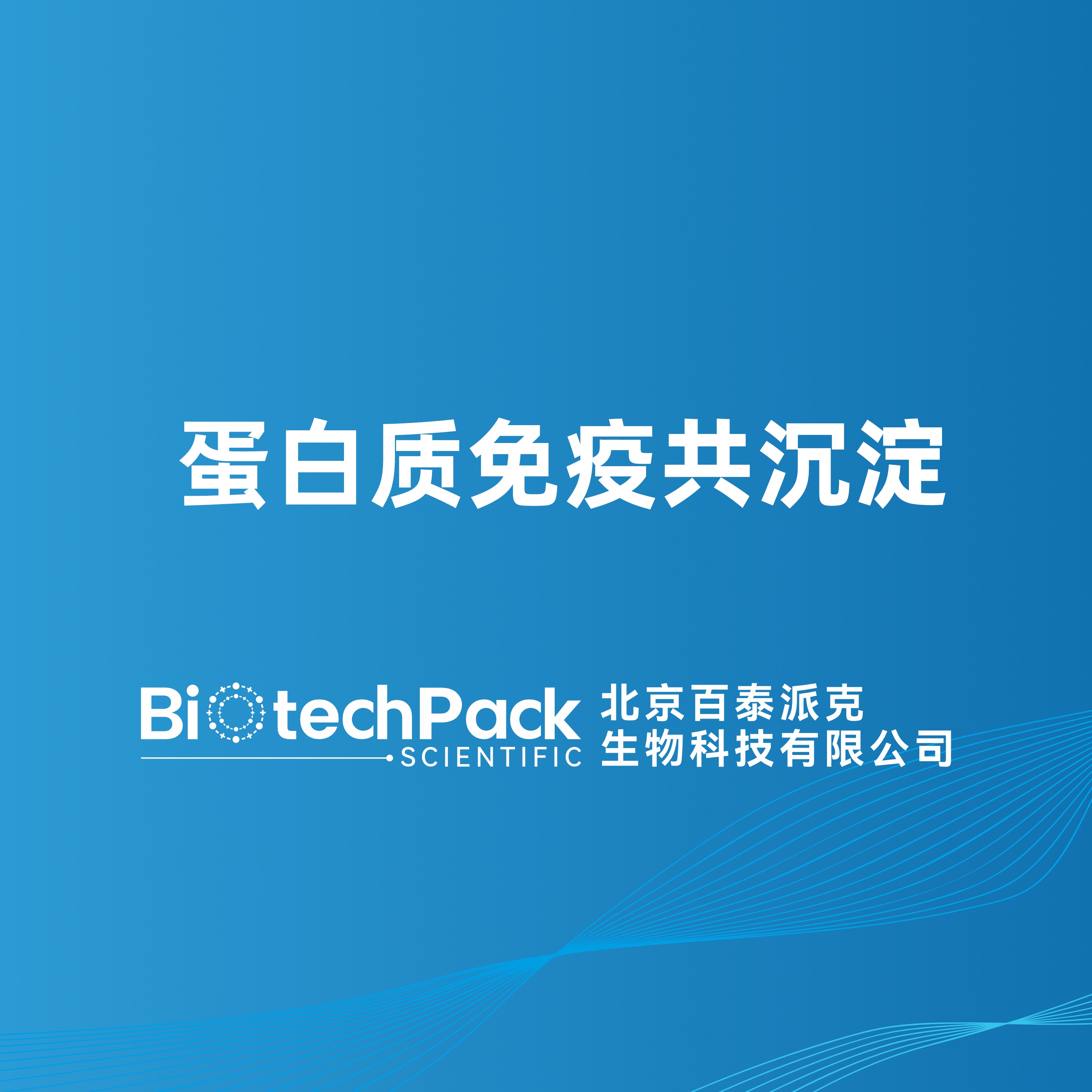蛋白质免疫共沉淀