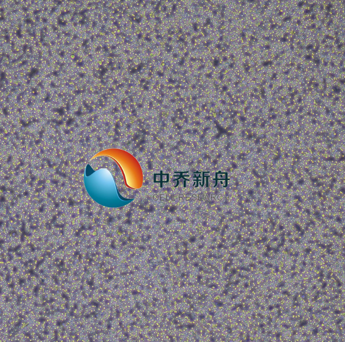  MEC-1人慢性B细胞白血病细胞  