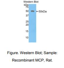 大鼠膜辅蛋白(MCP)多克隆抗体