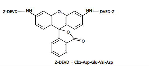 胱天蛋白酶Caspase 3/7荧光底物(Z-DEVD)2-R110 绿