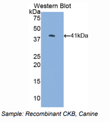 犬肌酸激酶B(CK-BB)多克隆抗体