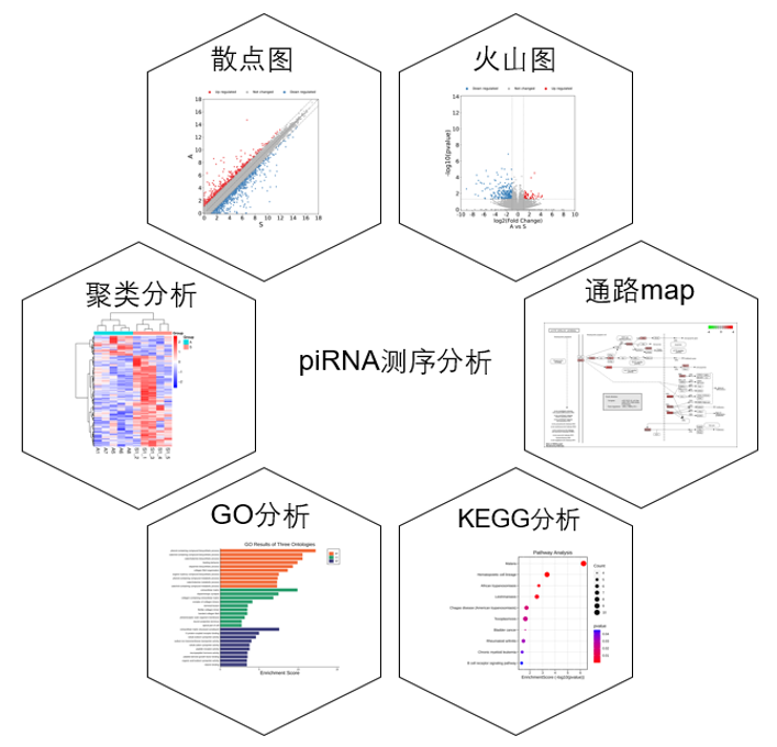 piRNA-seq测序服务