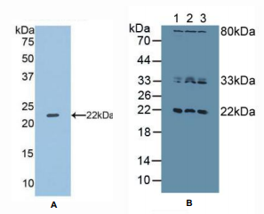 https://msimg.bioon.com/bionline/goods-no-pic.png