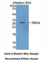 人亲核素α3(KPNa3)多克隆抗体