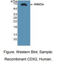 人尾型同源框转录因子2(CDX2)多克隆抗体