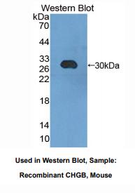 小鼠嗜铬蛋白B(CHGB)多克隆抗体